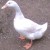 Juragan Bebek