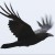 The Ravens