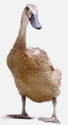 Honda Tidak Pamer Varian Bebek di IIMS 2018, Indikator Motor Bebek Bakalan Punah ? 2 bebek