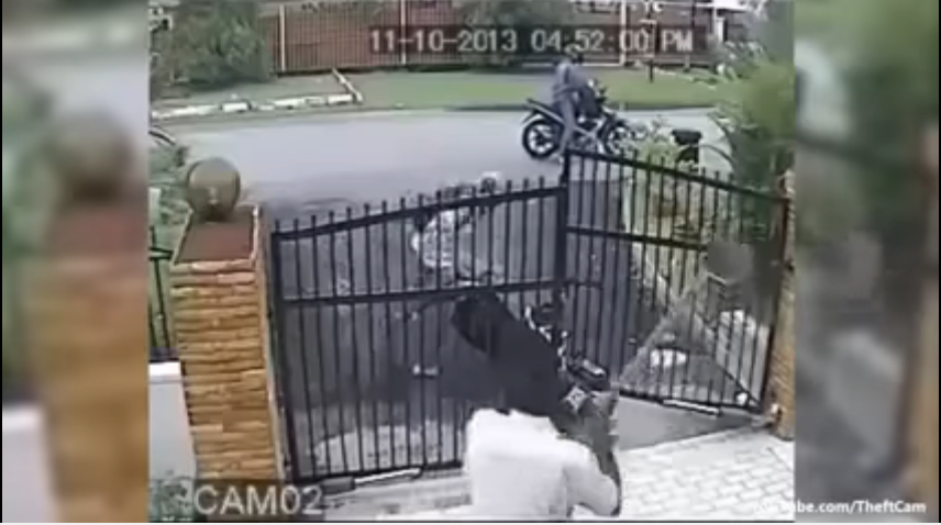 Maling Motor Kepergok, Kecantol pagar, Dihantam Sekop Sama Yang Punya Motor.. Lari Terbirit-Birit.. Ngakak.!! 1 Pencurian Motor gagal-1