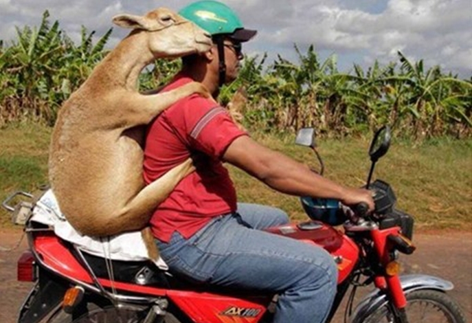 funny-motorcycle-lucu-motor