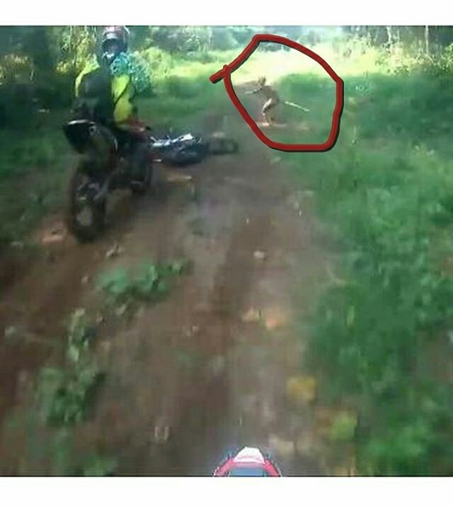 Mahluk aneh