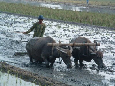 membajak sawah pakai kerbau
