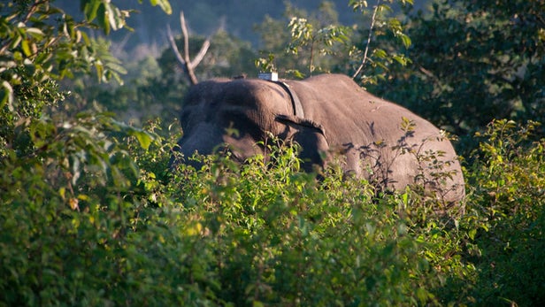 Sensor Canggih Suaka Gajah, Indonesia Perlu Gak Ya? 1 sensor gajah foto Narotham.r