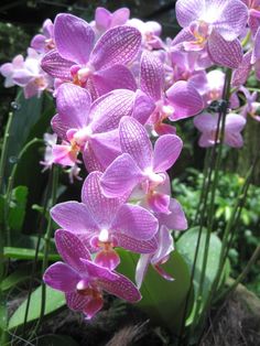 Mobil Listrik "Dendrobium" Singapura Jalani Uji Layak Jalan. 1 anggrek singapura