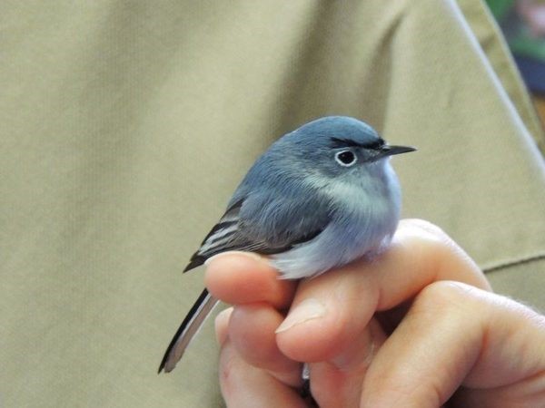 Boyfish, Burung Dengan Alis Yang Lucu 2 burung boyfish dengan alis yang lucu 2