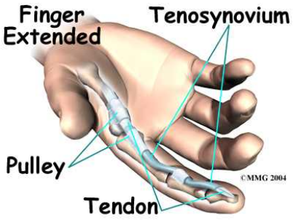 tendon jari telunjuk Foto andreyanuar com