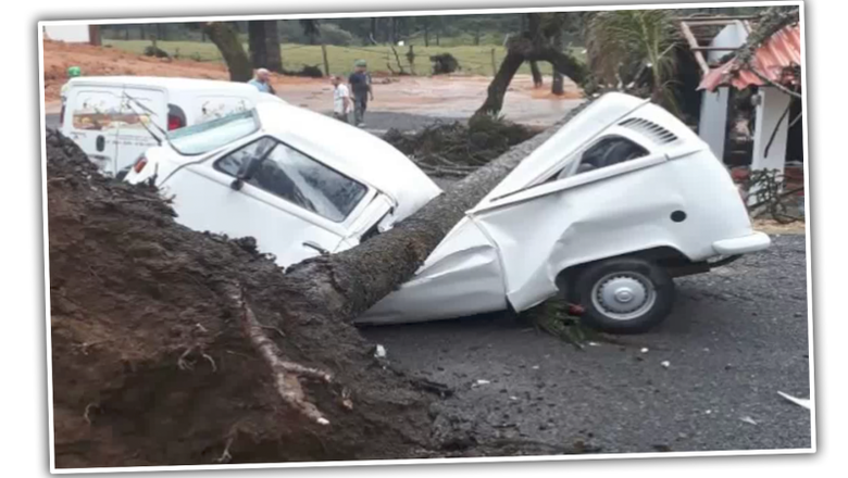 Lucu, Pinggang Patah Masih Bisa Berlari 2 VW Kombi jatuh pohon