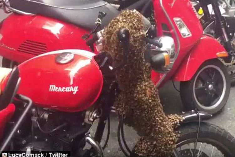 Opo Maneh...! Apa Jadinya Jika Lebah Ini Bersarang di Stang Motor ? 1 Apa Jadinya Jika Lebah Ini Bersarang di Stang Motor