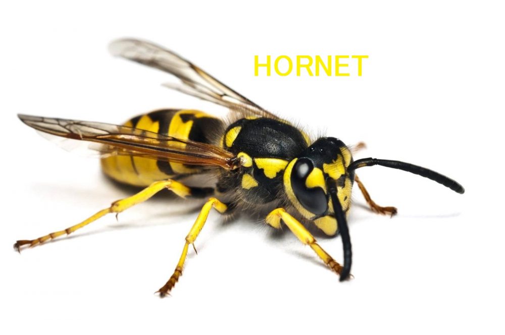 Hornet