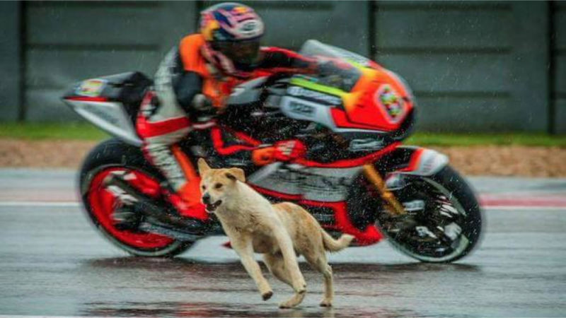 Hewan Anjing Sirkuit MotoGP
