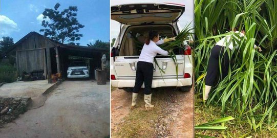 Lagi, Mobil Mewah Malah Dipakai Angkut Jerami, Weladalah ! 1 mobil mewah angkut rumput