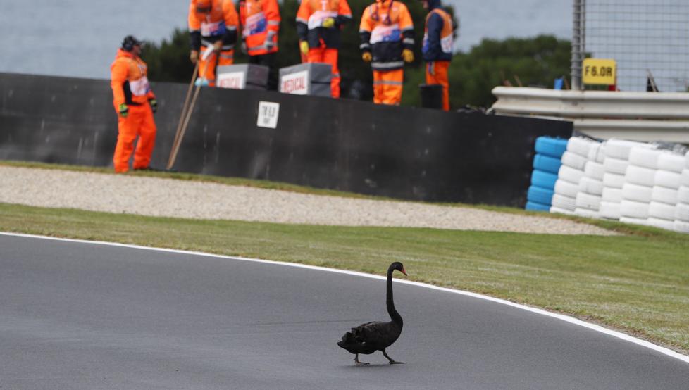 Angsa Hitam Ikut Balapan MotoGP Phillip Island di Australia