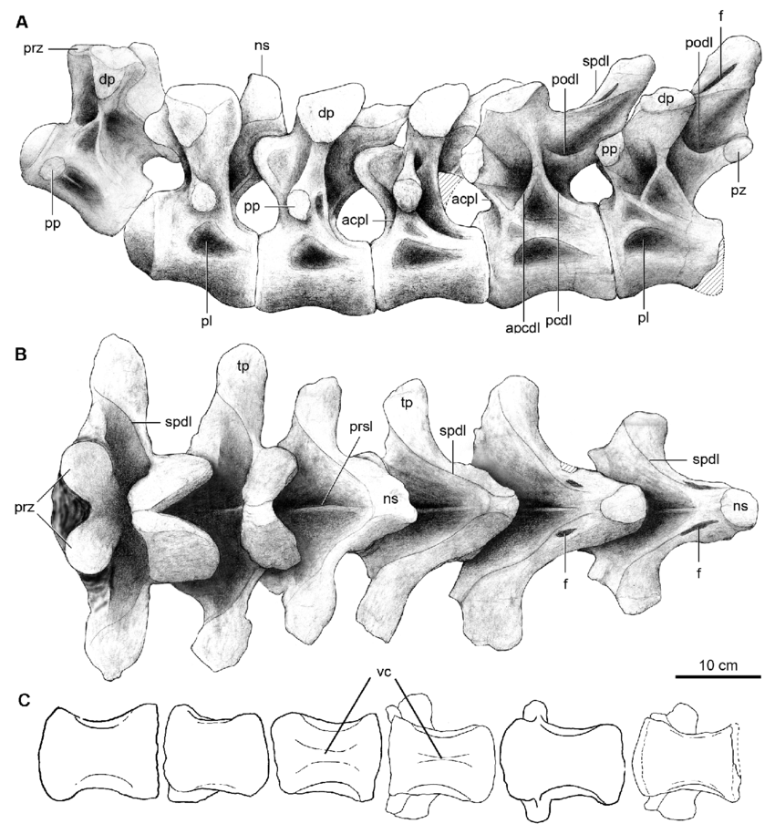 Dorsal vertebrae 1 6