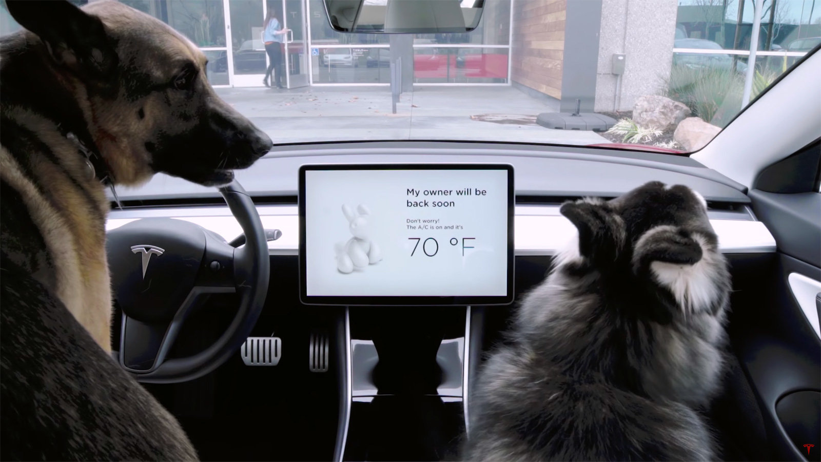 tesla dog mode