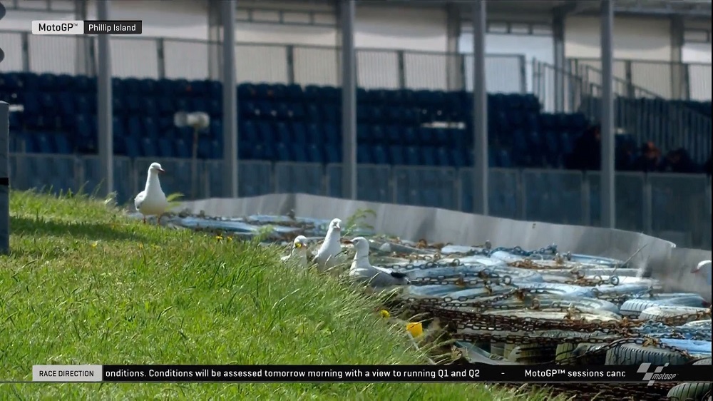 Dan Para Pinguin Pun Ikut Nonton MotoGP, Kekayaan Lokal Sirkuit Phillip Island! 6 Burung Camar Phillip Island