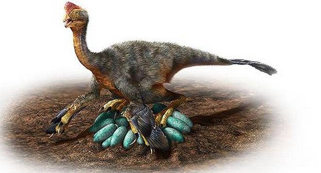 Mana yang Lebih Dulu, Ayam atau Telur Ayam? Ini Jawaban Ilmiahnya ! 2 giant oviraptosaur telur dinosaurus