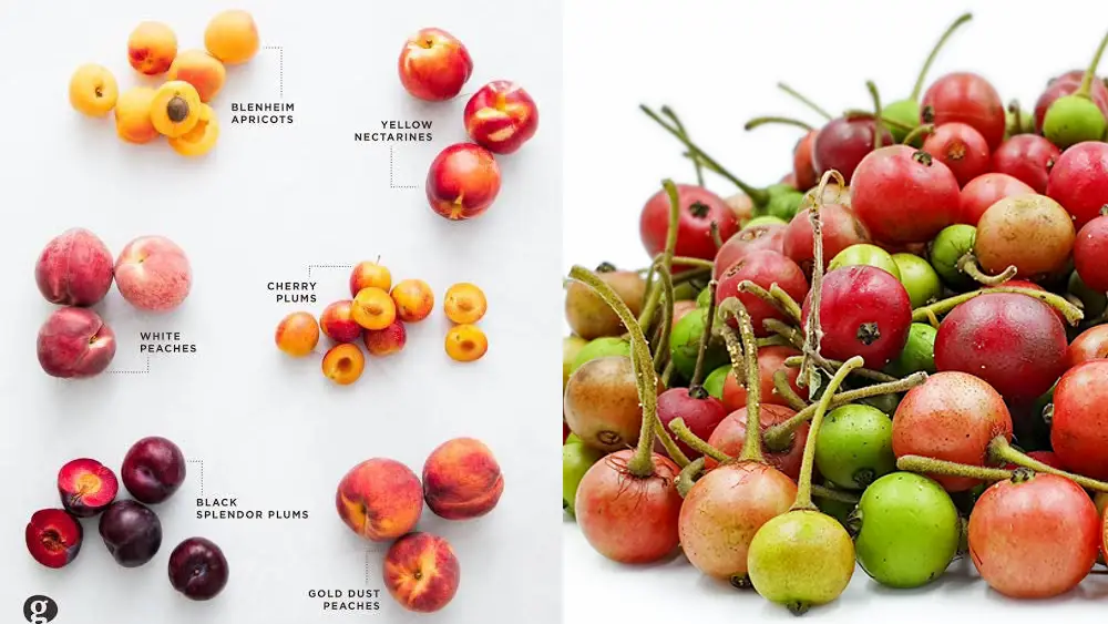 Berapa Harga 'Minuman Selebrasi' yang Disemprotkan di Podium MotoGP? 4 Berapa harga sampanye motogp